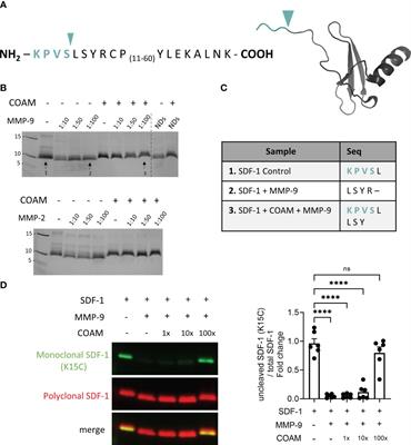 Protection of stromal cell-derived factor-1 SDF-1/CXCL12 against proteases yields improved skin wound healing